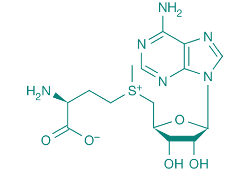 S-Adenosyl-L-methionin, 98% 