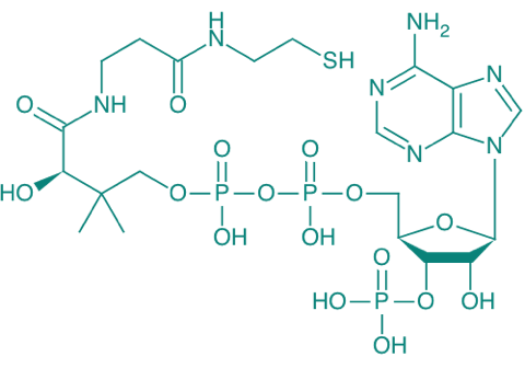 Coenzym A, 250 U/mg 