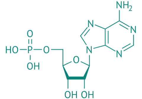 Adenosin-5'-monophosphat, 97% 