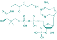 Coenzym A, 250 U/mg 