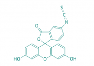 FITC (Isomer I), 95% 