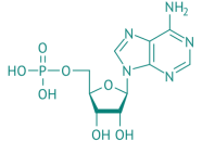 Adenosin-5'-monophosphat, 97% 