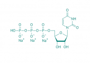 Uridin-5'-triphosphat Trinatriumsalz, 95% 